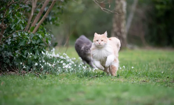 two cats running around in the back yard playing