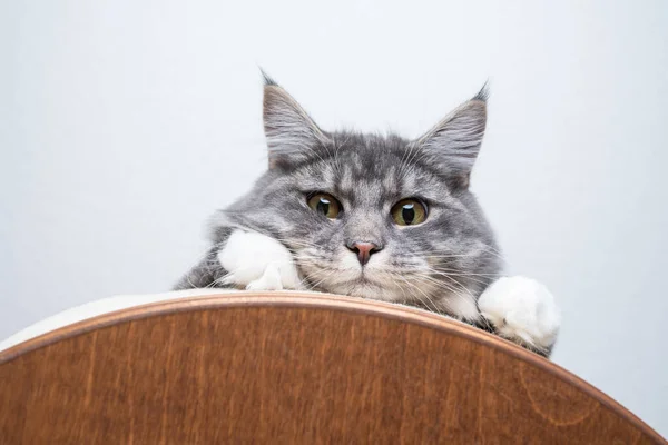 Curioso maine coon gattino guardando giù dal letto animale domestico — Foto Stock