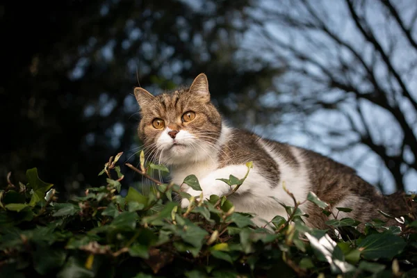 Kočka kráčí na zeleném břečťanu listí venku v přírodě — Stock fotografie