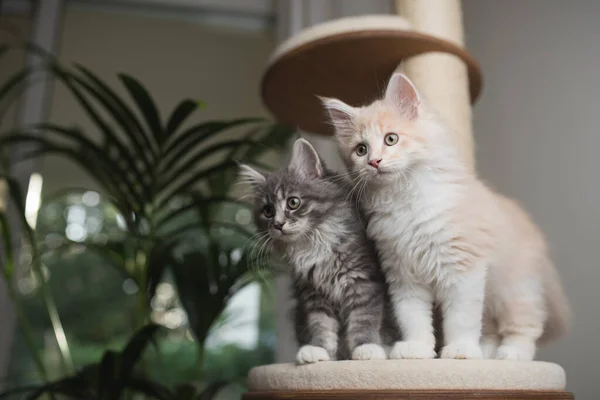 Twee maine coon kittens zij aan zij op krabpaal — Stockfoto