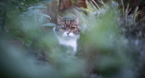 Cat amid cold bushes in wintertime — Stock Photo, Image