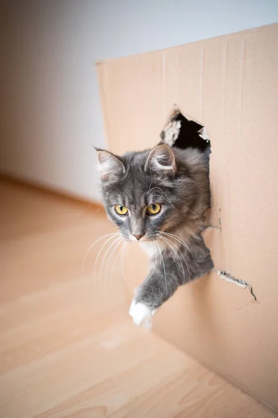 Кот вылезает из дыры в картонной коробке — стоковое фото