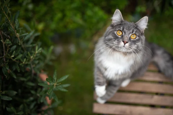 Ciekawy maine coon kot patrząc w górę na zewnątrz — Zdjęcie stockowe