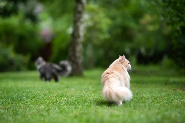 Δύο maine coon γάτες σε εξωτερικούς χώρους εξερεύνηση κήπο — Φωτογραφία Αρχείου