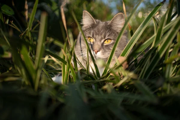 Cat hiding in grass in sunlight — Stock Photo, Image