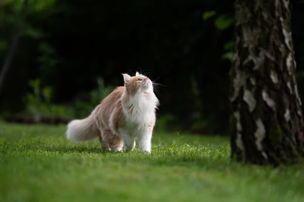 Nieuwsgierig crème wit maine coon kat op zoek omhoog boom — Stockfoto