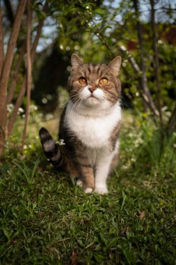 Yeşil arka bahçede meraklı kedi