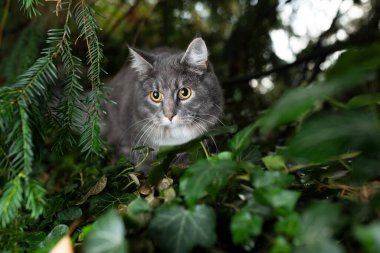 Yeşil yapraklar içinde sinsi sinsi dolaşan kedi.