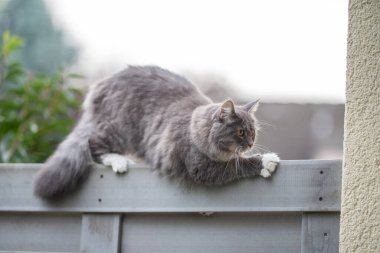 Sakar kedi çitin üstünde dengede duruyor.