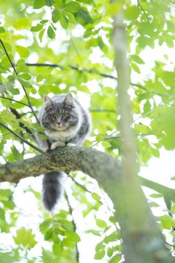 Maine Rakun Kedisi ağaçta dinleniyor Aşağıya bakıyor