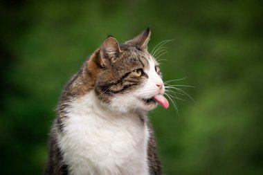 Uzun dilli komik kedi.