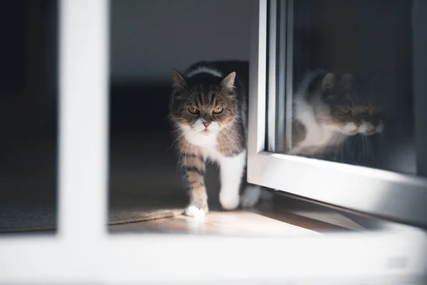 Кошка выходит из квартиры — стоковое фото