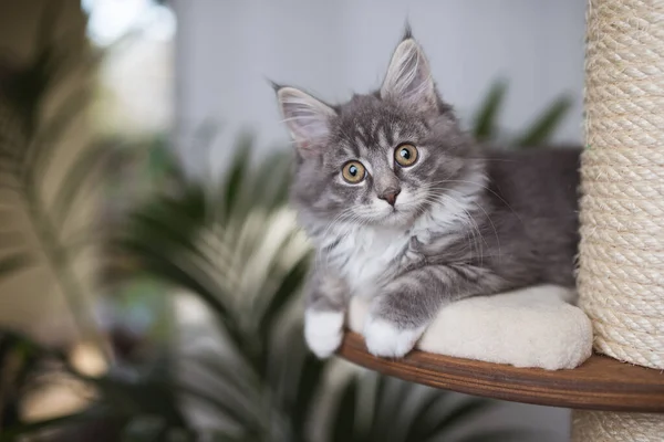 Cute maine coon kitten on scratching post — ストック写真