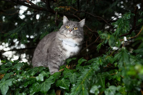 Katt omgiven av gröna växter utomhus — Stockfoto