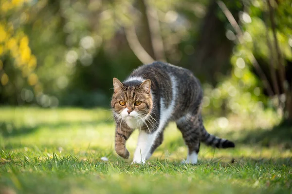 Tabby gatto bianco che cammina sul prato verde — Foto Stock