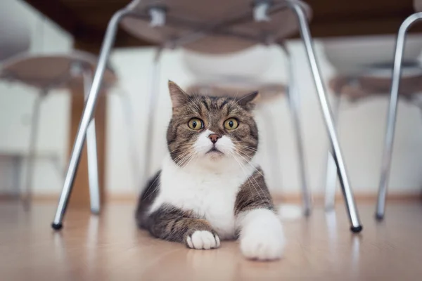 Tabby gatto bianco appoggiato sotto la sedia — Foto Stock
