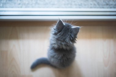 Pencereden dışarı bakan sevimli kedi yavrusu.