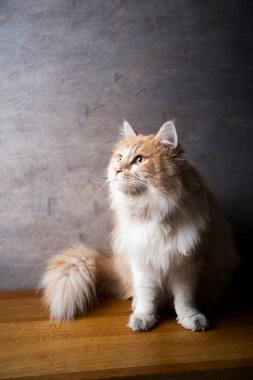 krem rengi beyaz uzun saçlı kedi portresi