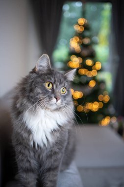 Maine Rakun Kedisi Noel ağacının önünde