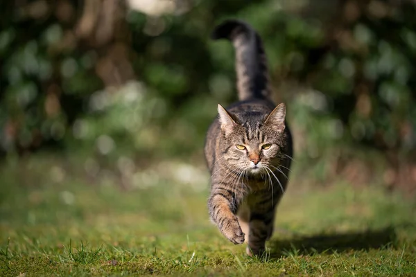 Tabby gatto all'aperto in giardino soleggiato a piedi verso la fotocamera — Foto Stock