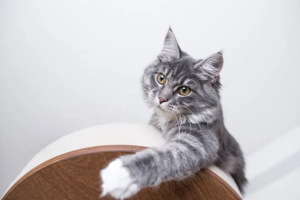 Ciekawy zabawny kot na słupku drapania — Zdjęcie stockowe