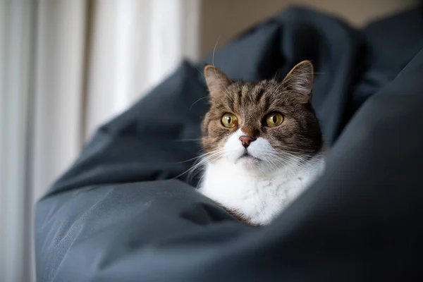 Британская короткошерстная кошка отдыхает на бобовом мешке — стоковое фото