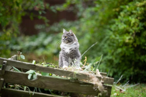 Cat rearing up on compost observing the garden — Stock Photo, Image