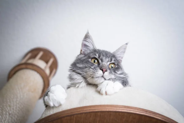 Bonito gato relaxante no arranhão post — Fotografia de Stock