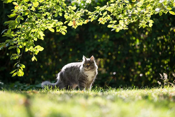 Αφράτη γάτα μακριά μαλλιά στέκεται στο λιβάδι στο φως του ήλιου — Φωτογραφία Αρχείου