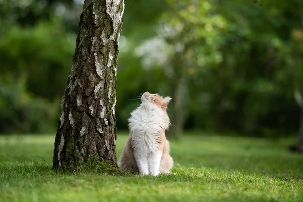 Creme colorido branco maine casulo gato sentado ao lado de bétula árvore olhando para cima — Fotografia de Stock
