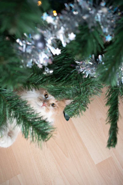 Curious cat lying under christmas tree looking up — Stock Photo, Image