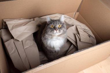 Karton kutunun içindeki meraklı kedi.