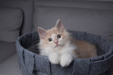 Şirin tüylü kedi evcil hayvan yatağında dinleniyor.