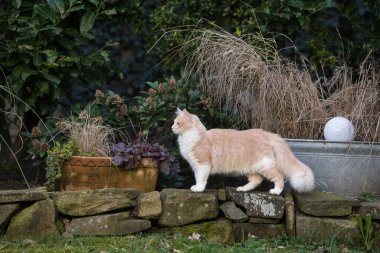 Krem rengi beyaz maine rakun kedisi arka bahçede