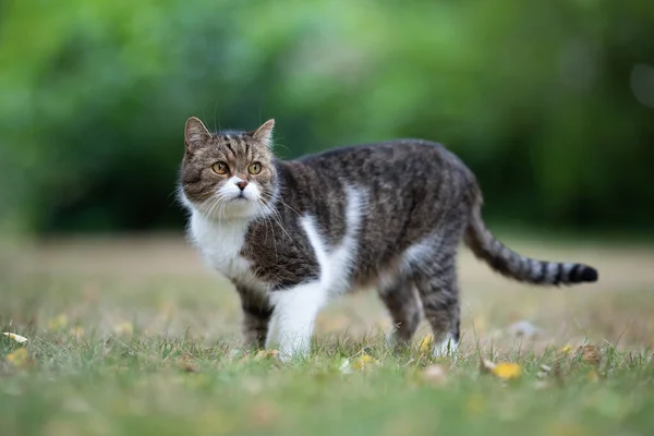Tabby white british shorthair cat standing on lawn — Stock Photo, Image