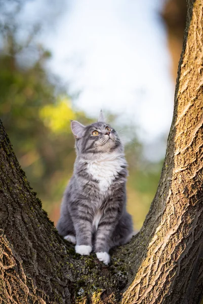 Gato curioso sentado en la horquilla del árbol mirando hacia arriba — Foto de Stock