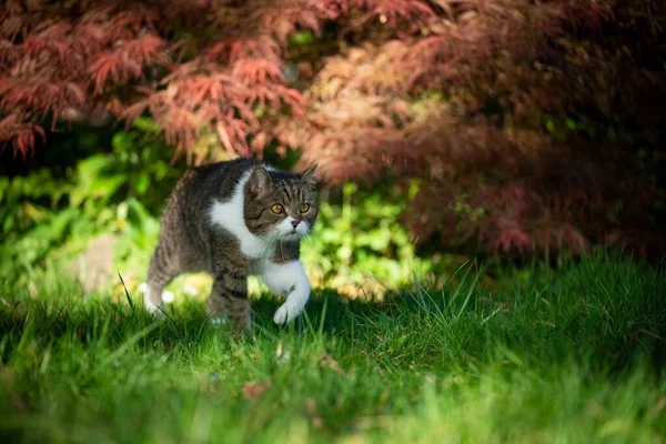 Γάτα περπάτημα στο λιβάδι σε ηλιόλουστο πολύχρωμο κήπο — Φωτογραφία Αρχείου