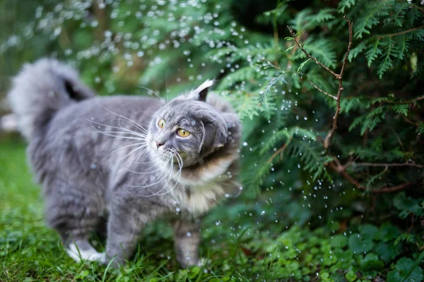 Gatto scuotendo testa bagnata da gocce di pioggia — Foto Stock