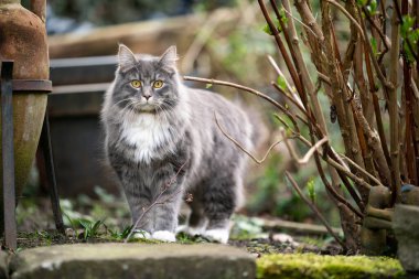 Kabarık gri maine beyaz rakun kedi açık havada