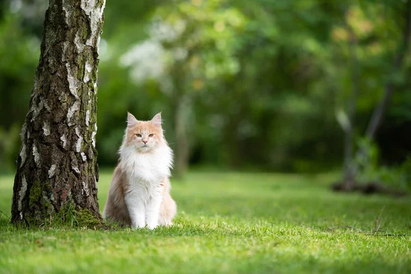 Creme colorido branco maine casulo gato sentado ao lado de bétula árvore — Fotografia de Stock
