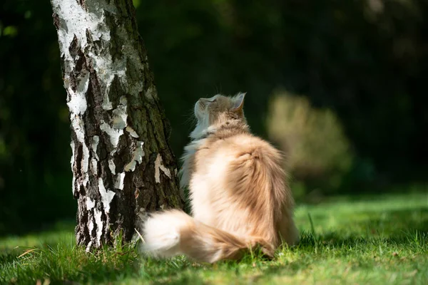 Maine coon gato buscando abedul árbol — Foto de Stock