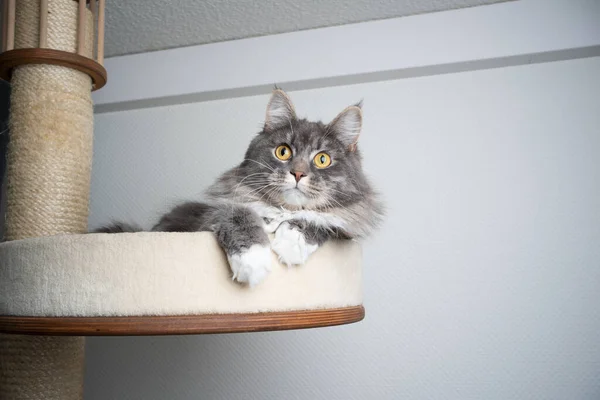 cute cat resting on scratching post