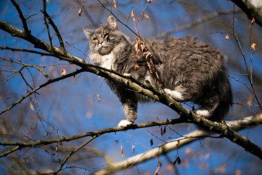 Maine Rakun Kedisi mavi gökyüzü arka planında çıplak bir ağaca tırmanır