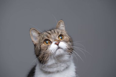 Şirin tekir beyaz İngiliz kısa kedi portresi