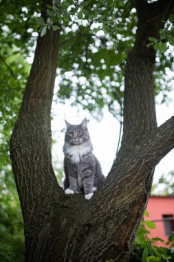 Mavi tekir kedisi Ağaç çatalında oturuyor