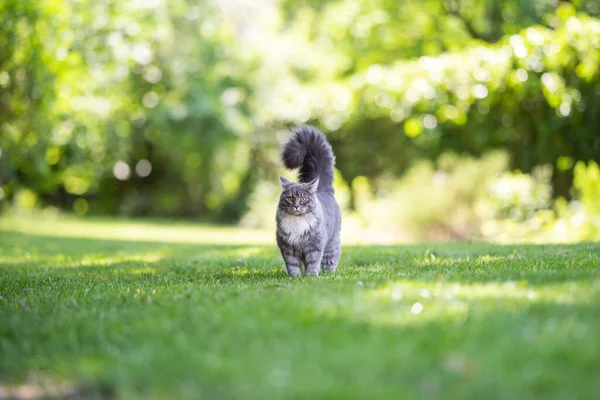 Maine coon cat with fluffy tail standing in green garden — Stock Photo, Image