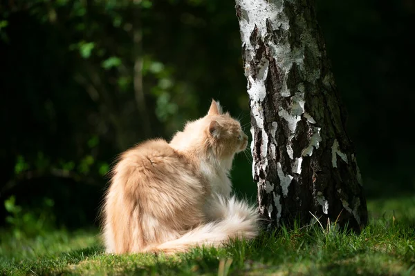 Maine mýval kočka čichání bříza strom venku — Stock fotografie