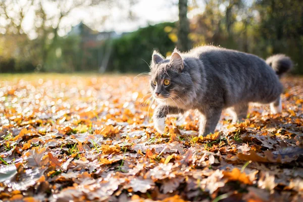 Γάτα που περπατά σε εξωτερικούς χώρους με φύλλα φθινόπωρο — Φωτογραφία Αρχείου