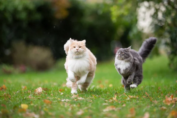 Två lekfulla katt som springer på gräsmattan — Stockfoto