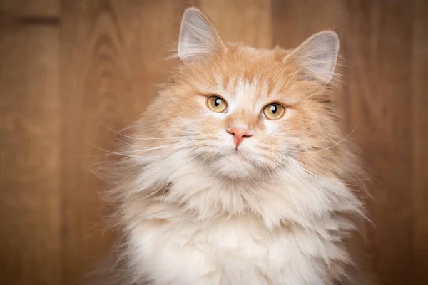 Crema de color blanco maine coon gato sobre fondo de madera retrato — Foto de Stock